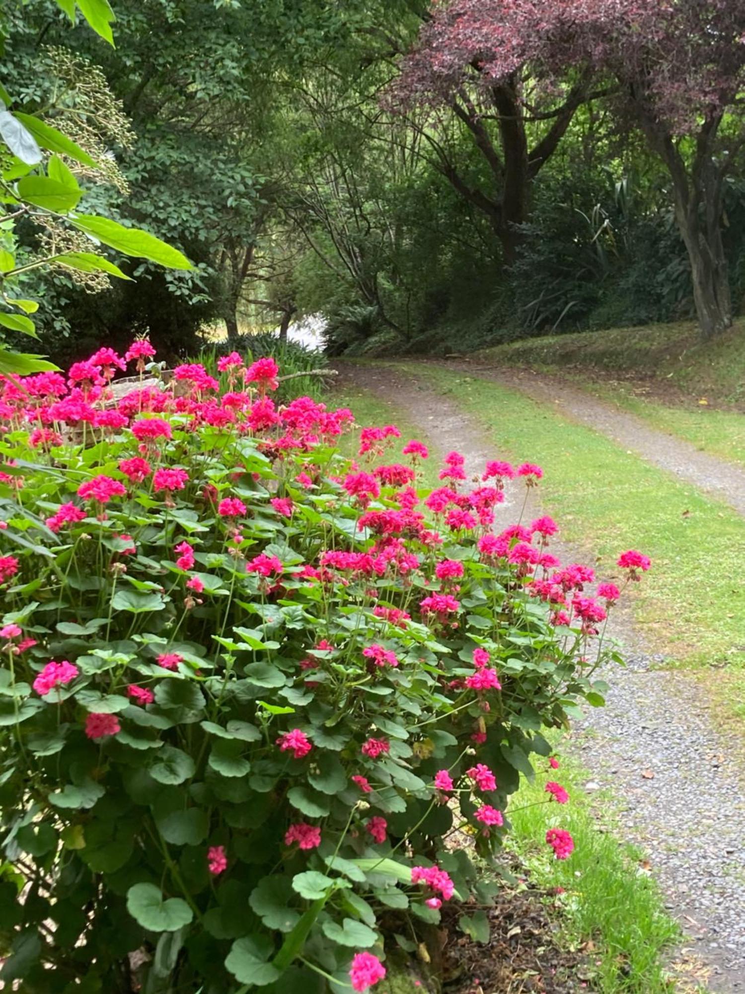 Arden Country House Bnb - Entire House To Yourself -Peace In The Country Ντούνεντιν Εξωτερικό φωτογραφία