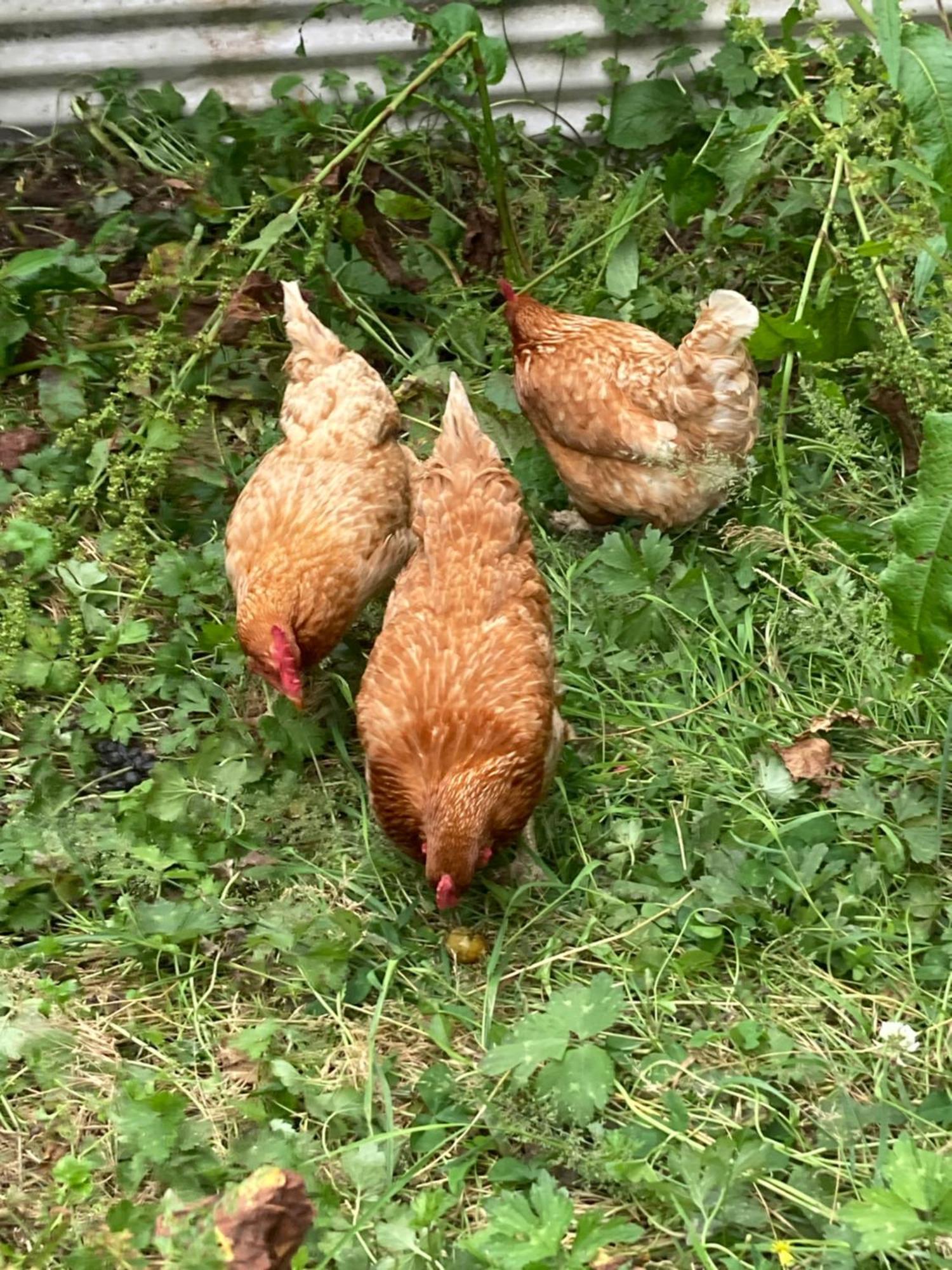 Arden Country House Bnb - Entire House To Yourself -Peace In The Country Ντούνεντιν Εξωτερικό φωτογραφία
